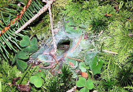 Fangnetz der Trichterspinne.