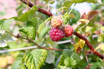Auch Obststräucher dürfen in der Schonzeit nicht entfernt oder stark zurückgeschnitten werden. Auch Obststräucher dürfen in der Schonzeit nicht entfernt oder stark zurückgeschnitten werden.