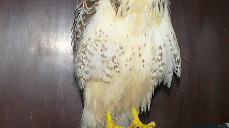Mäusebussard