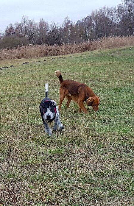 Der Abruf aus der Interaktion mit anderen Hunden zählt zur Königsdisziplin.