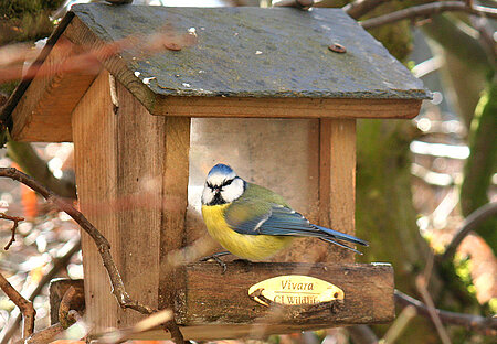 Blaumeise am Futterhaus.