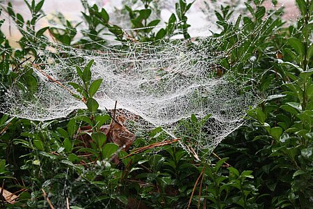 Spinnennetz.