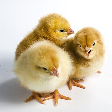 Kaninchen und Hühner brauchen Artgenossen und dürfen niemals einzeln gehalten werden.