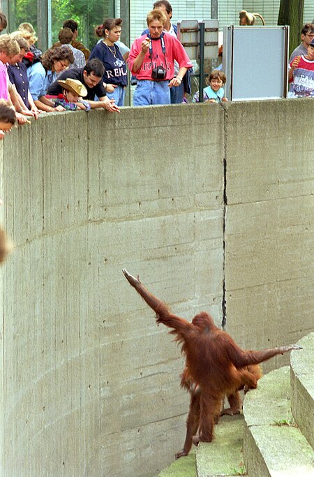 Eine artgerechte Haltung von Wildtieren in Gefangenschaft ist nicht möglich.