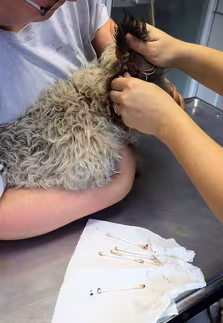 Untersuchung durch die aktion tier- Tierärztin