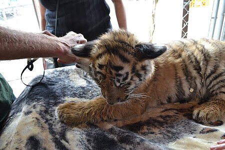 Ein Tigerbaby wird auf einem Jahrmarkt zum Streicheln angeboten. 