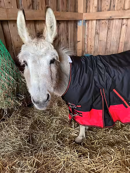 Mach es gut, lieber Darwin. Wir werden Dich vermissen!