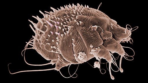 Krätz- oder Räudemilbe Sarcoptes scabiei unterm Microskop.