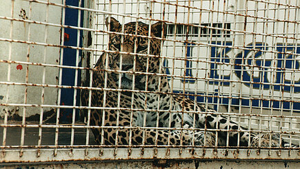 Hinter Gittern sollte kein (Wild-)Tier leben müssen