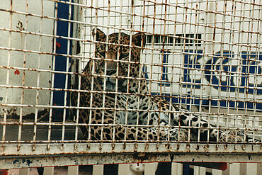 Hinter Gittern sollte kein (Wild-)Tier leben müssen