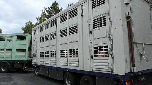 Tiertransporte ins Ausland