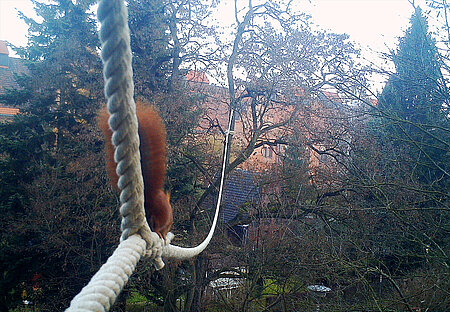 Eichhörnchen auf dem Seil 