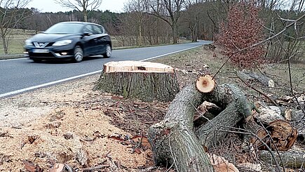 Gesunde Straßenbäume dürfen ohne triftigen Grund im Sommer nicht gefällt werden. Gesunde Straßenbäume dürfen ohne triftigen Grund im Sommer nicht gefällt werden.