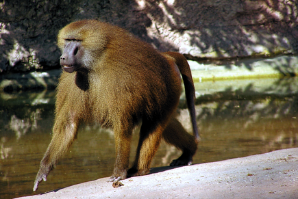 Männlicher Guinea-Pavian im Nürnberger Zoo.