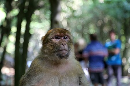 Viele private Einrichtungen halten Wildtiere, dabei steht der Profit durch Eintrittsgelder meist über dem Tierschutz.