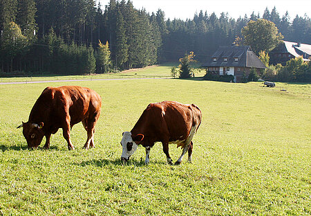 Rinder sind paarhufige Säugetiere und gehören zur Familie der Hornträger (Bovidae).